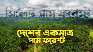 Sylhet New Tourist Place | Palm Oil Garden Sylhet | খাদিম পাম বাগান সিলেট