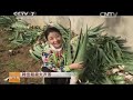 20150209 科技苑 种出超级大芦荟