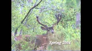 Mule Deer Sheds 2004 - MossBack