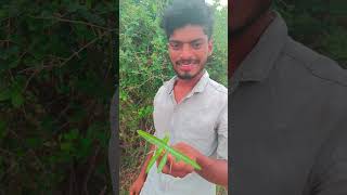 సుగంధ పాల  వేరు #sugandh veru #nature #shorts #village #organic #gifts of the nature