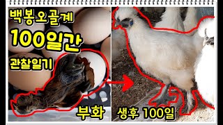 백봉오골계100일간 관찰일기100 Days Observation Diary of a Hatched Chicken(오골계부화,병아리폭풍성장)#오골계키우기#생후1일