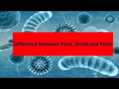 Difference Between Virus Viroid And Prions - YouTube