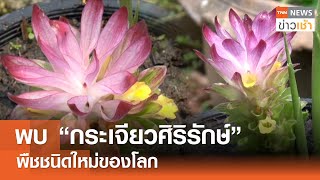 พบ “กระเจียวศิริรักษ์”  พืชชนิดใหม่ของโลก l TNN ข่าวเช้า 15-05-2024