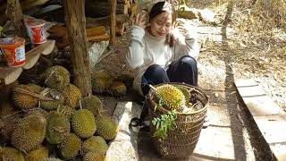 MUSIM DURIAN TELAH TIBA | BERBURU DURIAN DIDALAM HUTAN | DURIAN MASAK LANGSUNG JATUH DARI POHONNYA