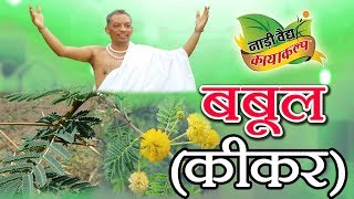 बबूल(कीकर)(Ayurvedic Acacia) के फायदे एवं उनके विभिन्न नाम | वैद्य सत्य प्रकाश आर्य जी | औषधि ज्ञान