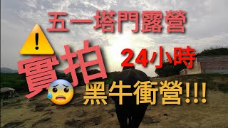 [#露營 的事] 五一#塔門#露營🏕 | 24小時牛襲🐃 | 情況嚴重😱 | 如何防牛襲？？？🤔| 片尾實拍牛襲!!🐮💥