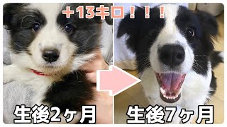 【ボーダーコリー 子犬】  生後2ヶ月〜7ヶ月の成長記録！