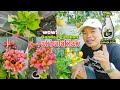 EUPABLOOM swak  pampabulaklak at pampaganda ng dahon ng bougainvillea | Featuring Newspaper Variety