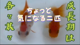 2022年生まれ宇野系らんちゅう その19【二歳魚になって個人的評価が上がった二匹】