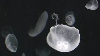 Jellyfish at Osaka Aquarium　海遊館のクラゲ