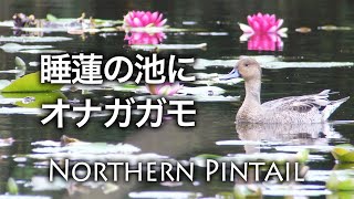 睡蓮の池にオナガガモが帰って来た / Northern Pintail / Anas acuta