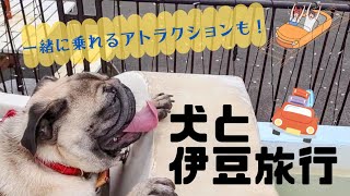 伊豆旅行でパグと一緒にアトラクション乗ったら楽しすぎた【犬と旅行】