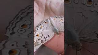 Butterfly butterfly where are you going#shorts #trending #video #viral #butterfly