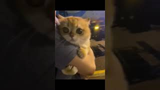 累了就休息一下，煩了就放鬆一下，餓了就狂吃一下，想醉就放縱一下 #cute #cat #animal #shorts