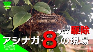 アシナガバチの巣駆除の依頼８現場を撮影！