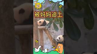 🤣小五被妈妈追上！🐼莽灿灿(莽小五) #大熊猫 #my cute panda