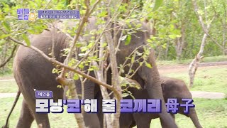 태국으로 간 뱀뱀과 예인! 아침부터 코끼리가 모닝콜을 해준다?? [배틀트립 2] | KBS 230617 방송