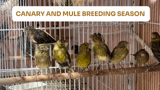 HOW TO BREED Canary Mules PART 2 | Breeding Method Update | New Nesting Secret | Mixed Aviary Birds