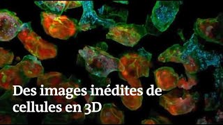 Des images inédites montrent des cellules en mouvement et en 3D