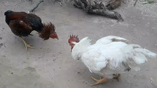 aseel patha vs broiler chicken