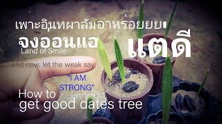 วิธีเพาะเมล็ดอินทผาลัมให้ทานผลสดได้get good dates tree from seed.