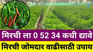 मिरची ला 0 52 34 खत कधी द्यावे | mirchi 0 52 34 | मिरची फुलकळी | मिरची जोमदार वाढीसाठी उपाय | mirchi