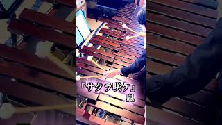 『サクラ咲ケ』嵐　マリンバ ソロCover【毎日投稿】  #music   #marimba   #shorts