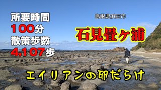 【石見畳ヶ浦】島根県ジオサイト100選・国指定天然記念物、満潮時間に行っては面白くないかも！エイリアンの卵が仰山ありました。