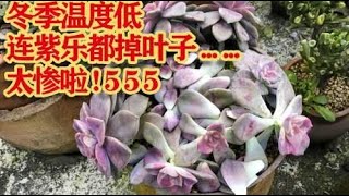 冬季多肉疯狂掉叶子，还伴随黑腐，到底是什么原因呢？