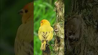 Yellow Warbler Bird #birds #shortsfeed #shortsvideo #shorts #nature #calm #relaxing #wildlife