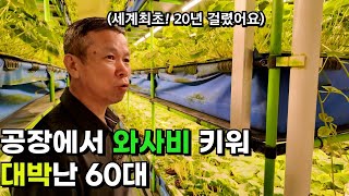 50평 스마트팜 공장에서 와사비를 20년만에 세계최초 개발해 대박난 60대 대표의 하루 / 와사비팜. 생와사비. 고추냉이.