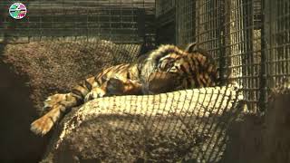 Sumatran tiger Sanjiv attacks keeper at Topeka Zoo \u0026 Conservation Center