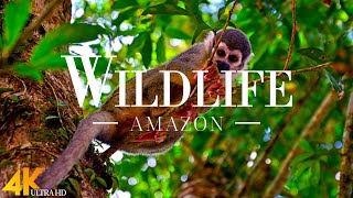 Amazon Wildlife In 4K ULTRA HD - Amazon Rainforest Jungle | Scenic Wildlife Film With Calming Music