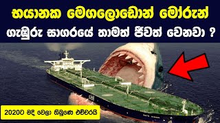 භයානක මෙගලොඩොන් මෝරුන් ගැන ඔබ කිසිදා නොඇසූ දේවල් 10ක් | 10 Things About The Biggest Shark Ever