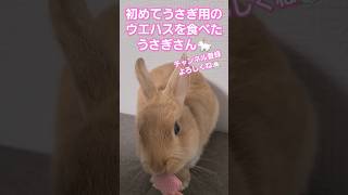 初めてウエハスを食べたうさぎさん🐇#shorts#うさぎ#ウサギ#可愛い#ペット#うさぎのいる暮らし#うさぎ好きさと繋がりたい#うさぎ好きな人と繋がりたい#うさぎ好き#小動物