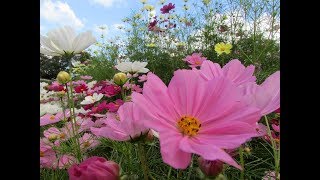 福岡市植物園　秋のコスモスと外園の花とばらまつり２０１８