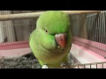 お口がババチィ！ワカケホンセイインコのゴンちゃん！