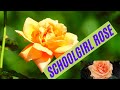 Schoolgirl Rose / #Rose /#floriculture