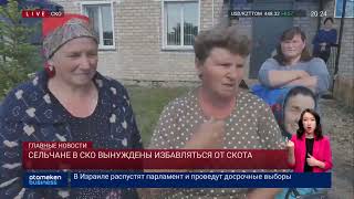 СЕЛЬЧАНЕ В СКО ВЫНУЖДЕНЫ ИЗБАВЛЯТЬСЯ ОТ СКОТА