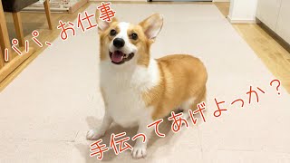 パパのお手伝いをするコーギーむぎ