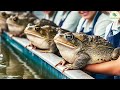 Frog Farm - How Chinese Farmers Raise Millions of Frogs - Processing Frogs in a Factory