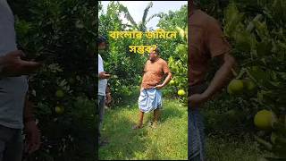 আর নয় বিদেশ: এখন বাংলাদেশে উৎপাদন হচ্ছে মালটা. #Malta #vitaminc #video #bangladesh #facebook