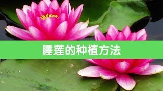 想要夏天有睡莲赏，那么先要学会怎么种，养好了花开一大缸！