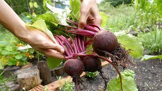 [Trailer] Erntetag • Rote Rüben | Leben im Garten | Beetroots Harvest Day | Garden Vlog 09.07.2021