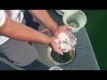 How to Backwash a DE Filter