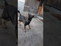 シェパード犬　よし来いっ ボール遊び 屋根 キャッチャー