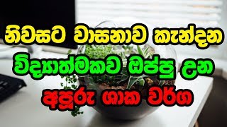 නිවසට වාසනාව කැන්දන අපූරු ශාක වර්ග | Plants that brings good fortune to your house and office!