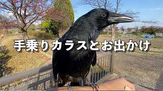 [手乗りカラスのリキとお出かけ ]