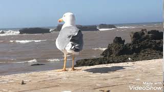 Essaouira birds