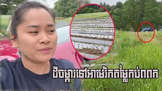 ដីចម្ការនៅអាមេរិក​តម្លៃ​ញាក់​សាច់, តោះ​មក​មើល​គេ​ដាំ​អ្វី​ខ្លះ​លើដីទាំងនេះ?